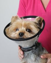 ZeVet - Cabinet vétérinaire Bild 8