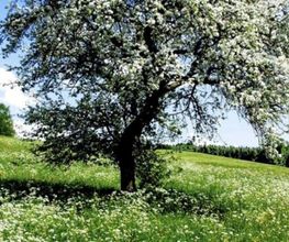 Royal Garden Bild 2