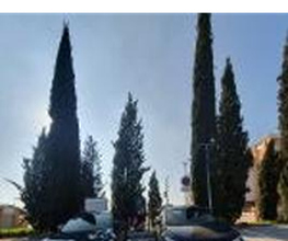 Wenea imagen 1