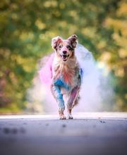 Beshepherd Tierfotografie - Sophie Lombeck Bild 17