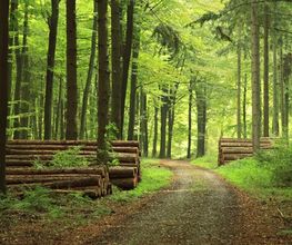 Services Bois et Forêts image 1