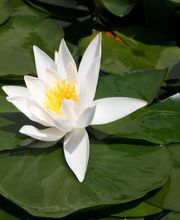 LEHNERT AG Teich - und Poolcenter Bild 1