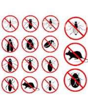 Schädlingsbekämpfungen Staudenmayer Bild 2