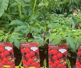 Plants de Tomates 
