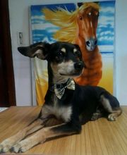 Le Salon des Stars image 17