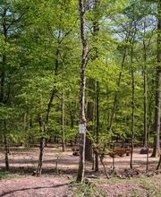 Blick auf den Andachtsplatz im FriedWald Imsbach.