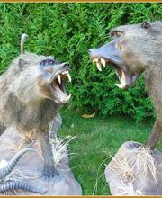 Barbarin Alain image 1