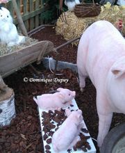 Jardinerie Villaverde image 7