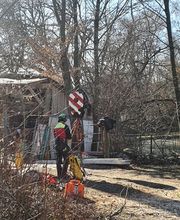 Baumpflege Baumring Bild 5