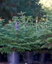 Can Jover Cultius imagen 4