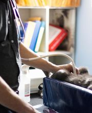 TotalBond Veterinary Hospital at Paw Creek image 5