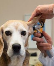 Centro Médico Veterinario Los Álamos imagen 7