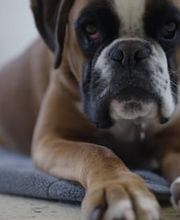 Vétérinaire des Plaines-du-Loup Bild 5