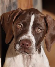 Elevage de L'étang Du Vert image 5