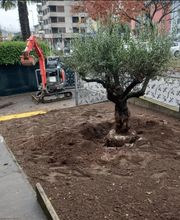 Vivai San Martino Bild 7