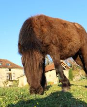 Espace d'équithérapie et d'équicoaching image 2