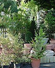 Pépinières et Paysages Brotonne SARL image 2