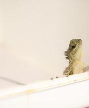 Rye Harrison Veterinary Hospital image 12