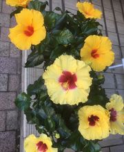 ETAMINE FLEURS image 19