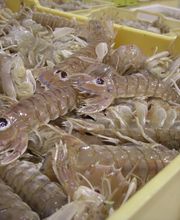 ERMA S.R.L. immagine 1