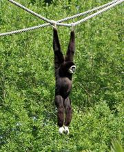 Spaycific'Zoo image 7