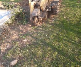 Heldebaume Elagage image 18