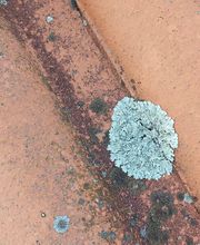 Artisan Brun image 9