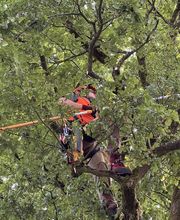 Baumdienst Behan Bild 11