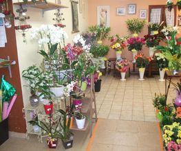 Osiris Fleurs image 6