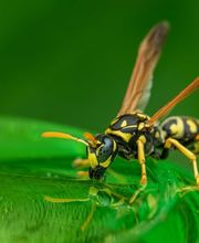 HOOD hygiène pro image 12