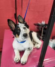 Tom&Co Chinon - Animalerie - Dog Wash image 2