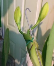 Odom's Orchids Inc image 3