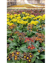 1A Blumen Beck Bild 8