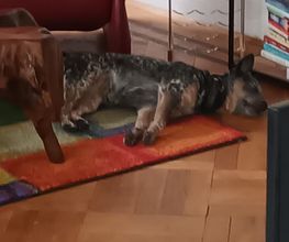 Dein Hund findet zu Hause keine Ruhe? In unserem neuen Blog beschreiben wir warum das so ist und welche Folgen dadurch mit dem Hund entstehen können. Im nächsten Blog berichten wir wie wir es mit Elsa geschafft haben und wie der Weg dahin war.