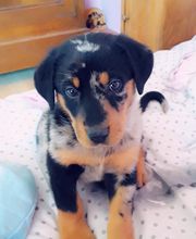 Leprat Sonia image 5