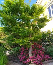 Les Jardins de Cyriel image 1