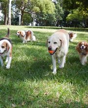 Reinado Canino imagen 2