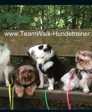 Teamwalk-Hundetrainer Bild 2