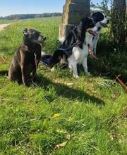 Sitz Platz Komm Hundeschule Marion Hans Bild 7