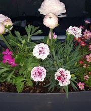 GARREAU Jardin SARL image 6