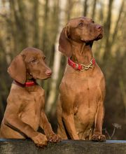 Cuidamos tu perro imagen 13