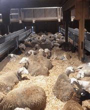 Biolandbau Guggenbüel Bild 5