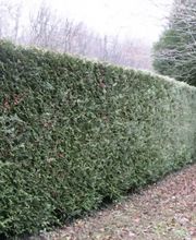 Krismann Espaces Verts image 5