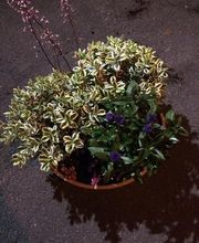 Vive Le Jardin image 18