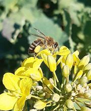 Huilerie Pré Girard Bild 7