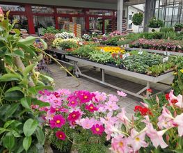 hollenstein blumengarten ag-Blumenshop-Gärtnerei-Gartenbau-Unterhalt-Grabpflege Bild 13