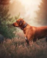 Beshepherd Tierfotografie - Sophie Lombeck Bild 3