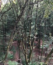 SAM EN CIMES image 14