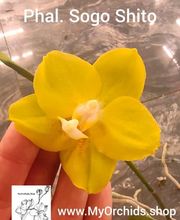 MyOrchids.shop Bild 5