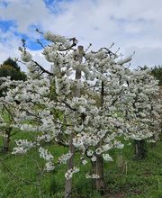 Marché Paysan Bühlmann Bild 13